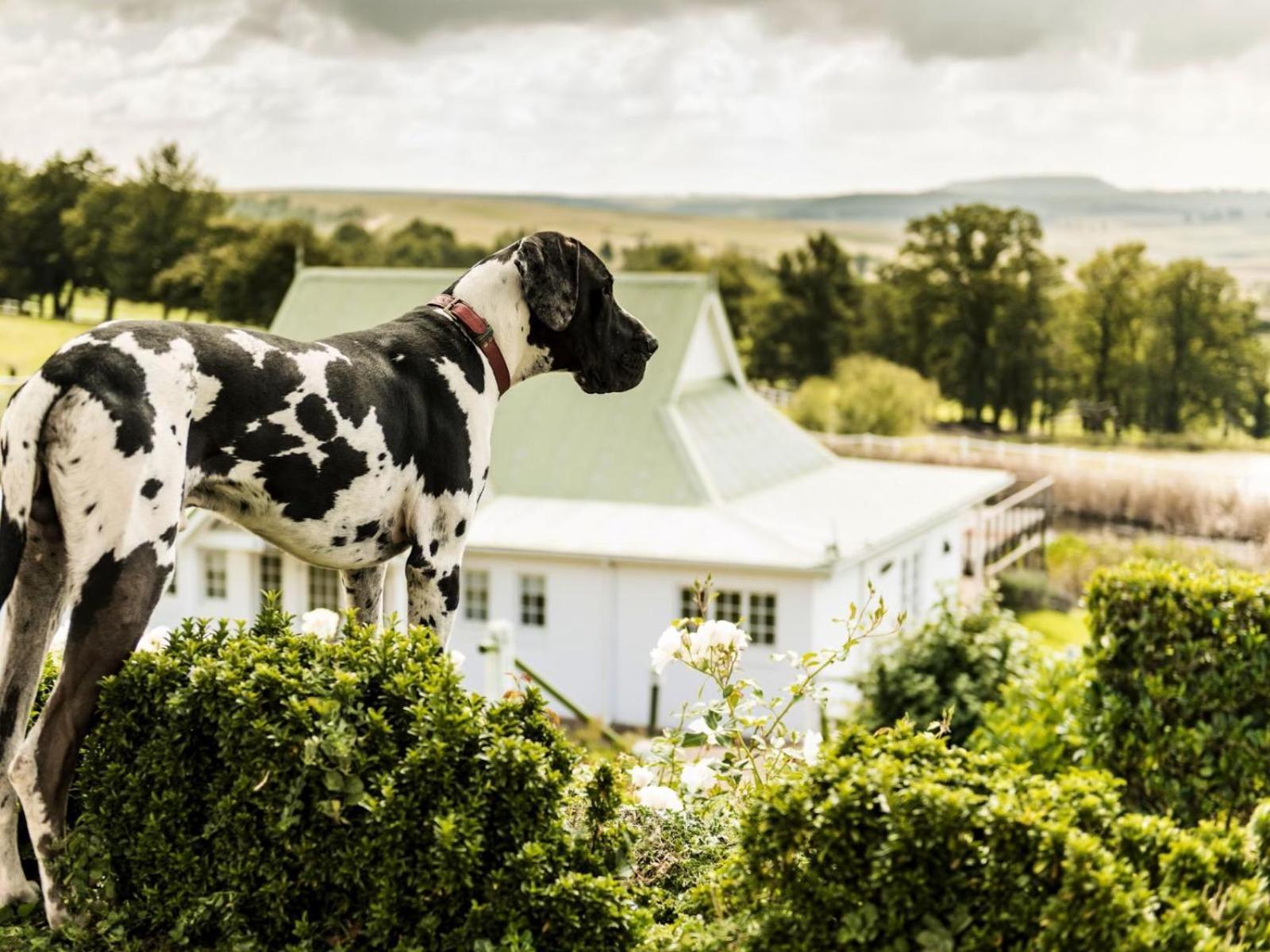 Van Reenen Oaklands Farm Stay מראה חיצוני תמונה